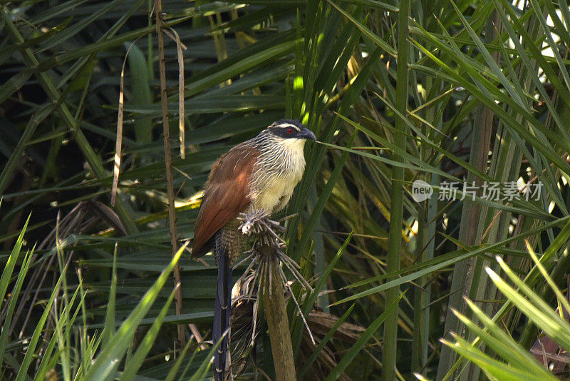 White-browed Coucal